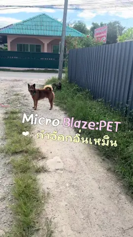 มีลูกสาวหัวกะไดจะไม่แห้งมีอยู่จริง !!  #มอมแมมสวยสุดในซอย #microblaze #จุลินทรีย์กําจัดกลิ่น #กำจัดกลิ่น  @รีวิวไปเรื่อย  @รีวิวไปเรื่อย  @รีวิวไปเรื่อย 
