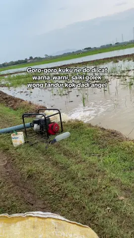 Usum kuku di plitur, ra ono sing tandur #sawah #nyore #bahanswmu #rembang24jam #beranda 