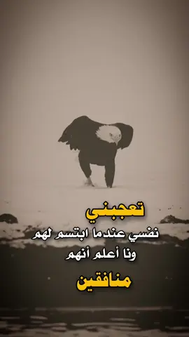 مساء الخير #عبارات #تصميم_فيديوهات🎶🎤🎬 ##اكسبلور 