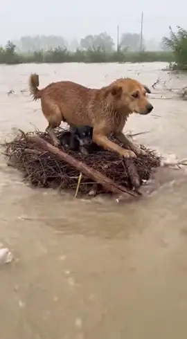 Mưa lũ khổ nhất là các bé cuốn!