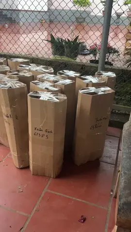 Hoa đỗ quên#xuhuong 