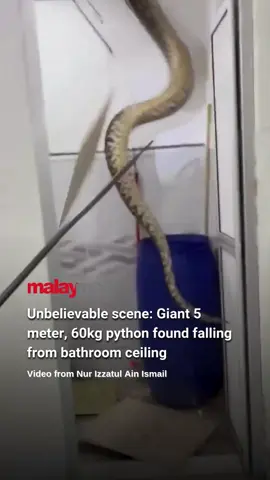 Around 4 PM last Wednesday, a massive 5 meter, 60 kilogram python was discovered hiding in the bathroom ceiling of a female teacher’s home after its patterned skin peeked through a hole. The enormous snake was safely captured by the Malaysian Civil Defence Force (APM), leaving locals stunned in disbelief at its size.