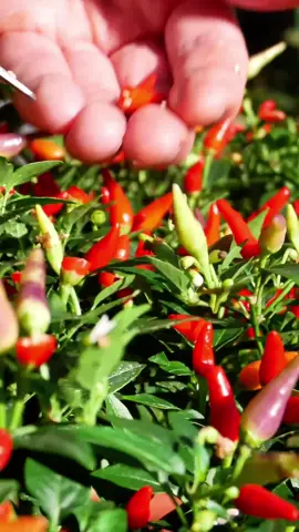 Ai cũng bảo gieo mầm ớt khó, tôi thấy có khó gì đâu ☺️ #ớt #meonongnghiep #trongcaytainha #nôngnghiệp #rausachnhatrong 