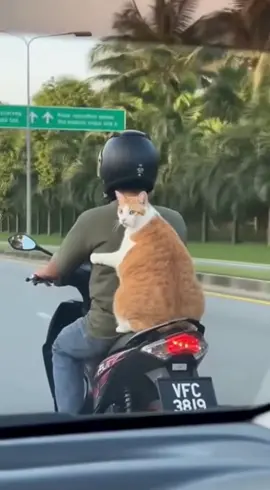 apa tengok-tengok #fyp #kucinglucu 