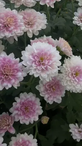 #ابوظبي #العين #دبي🇦🇪 