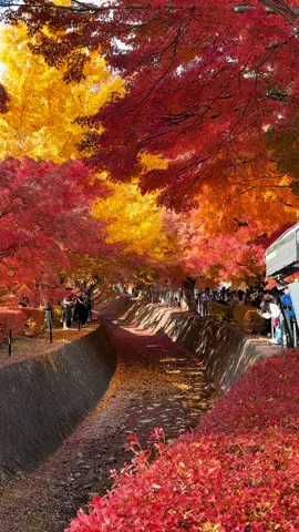 Đường hầm lá đỏ Kawaguchiko ngày 16/11#japan #yamanashi 