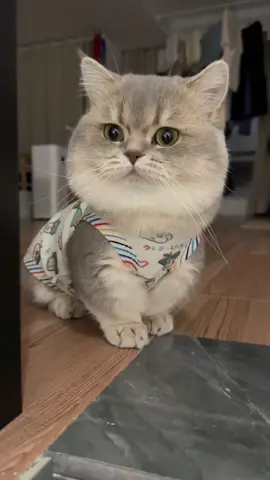 Nói quá trời mà không hiểu gì #cat #meo #cute #xuhuong #meonhaai 