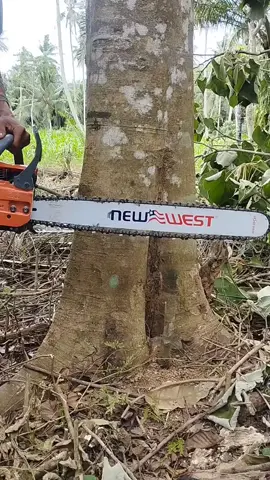 menebang pohon kecapi, dengan mesin new west 728XQ. . .  #chainsaw #newwest #728XQ