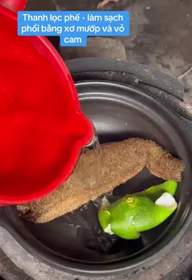 1 phương pháp cổ xưa giúp thanh lọc phổi #yhoccotruyen #dongy #thuocnamsuckhoe #xuhuongtiktok #fybシviral 