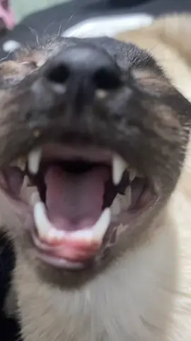 El video de dios #yupi #meme #gatos #fyp #funny 