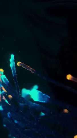 My track “Fly” on Piano Book 2 pays homage to Ludovico Einaudi’s original version. This visualizer was created by Chaotic Atmospheres, the same designer of Einaudi’s “Fly” visualizer. It continues to tell the story of a single life form coming into being and depicts the evolution of a biome. #LangLang #NewMusic #PianoBook2 #Einaudi #PianoTok 