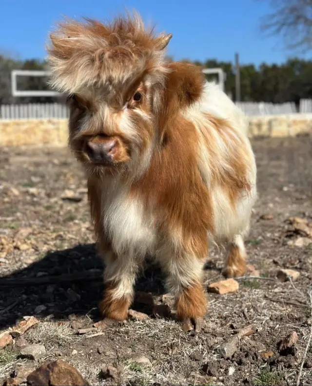 It is the 1 year old birthday of Bandit this week! He is current 24.5