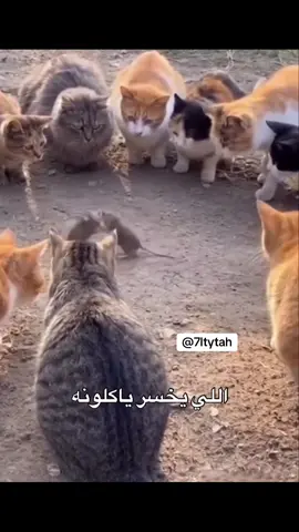 #ميمز #foryou #fyppppppppppppppppppppppp #الشعب_الصيني_ماله_حل😂😂 #اكسبلور 