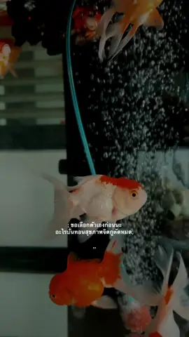 #เธรด #เธรดความรู้สึก #เธรดคำพูด 🚷