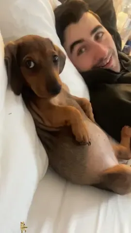 Funny dachshund. #dog #dachshund #foryou #funnydog #dogsoftiktok #fyp 