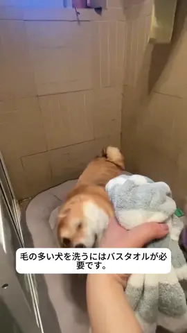 #犬 #浴袍 #シャワー#衣服 