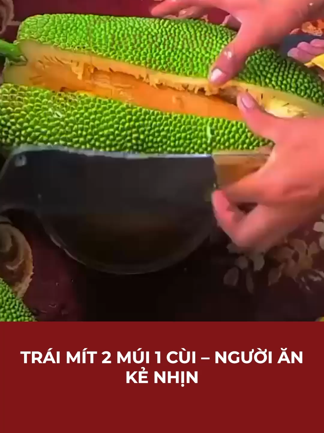 TRÁI MÍT 2 MÚI 1 CÙI – NGƯỜI ĂN KẺ NHỊN | Mekong Daily #mekongdaily #tuiluoigiatmay #tuiluoi