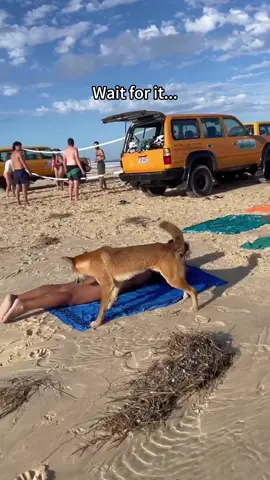 The dog's first time at the beach🤣#dog#funny#funnyanimals#funnypets#animals   