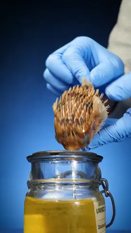 Pufferfish - What are their spines Ribs Scales Aka… porcupine fish #animals #Science #LearnOnTikTok