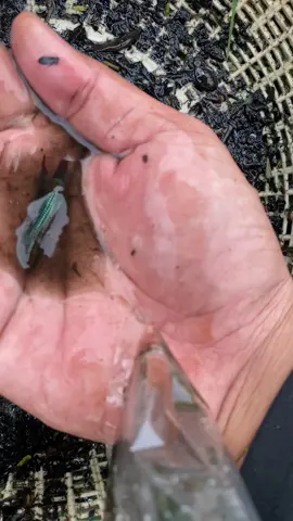 หวอด #ปลากัดป่า #ฟีดดดシ #ถ้าโลกนี้ไม่มีปลากัด 