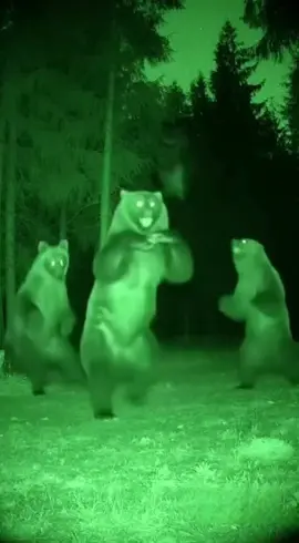 #лезгинка #медведи #танцуют 