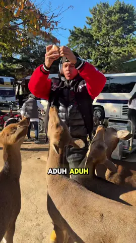 Pertama kali ke jepang, dan pertama kali di Gigit Rusa Jepang😅 #kkajhe 