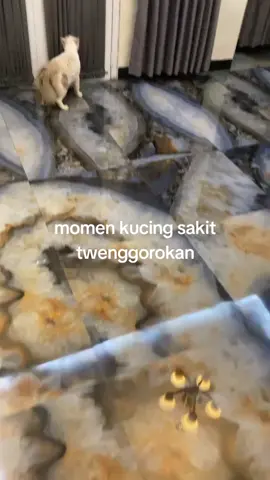 video ori nya di akun kakak ini ya @rizkianoviyanti 