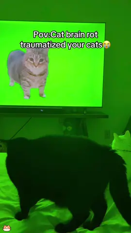 Cat brainrot 🤣🤣🤣#cat #cats #funny #viralcat #catsoftiktok 