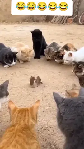 اللي يخسر يتاكل 😂😂#الشعب_الصيني_ماله_حل😂😂 #لايك_متابعه_اكسبلور #viral #foryou #كوميدي 