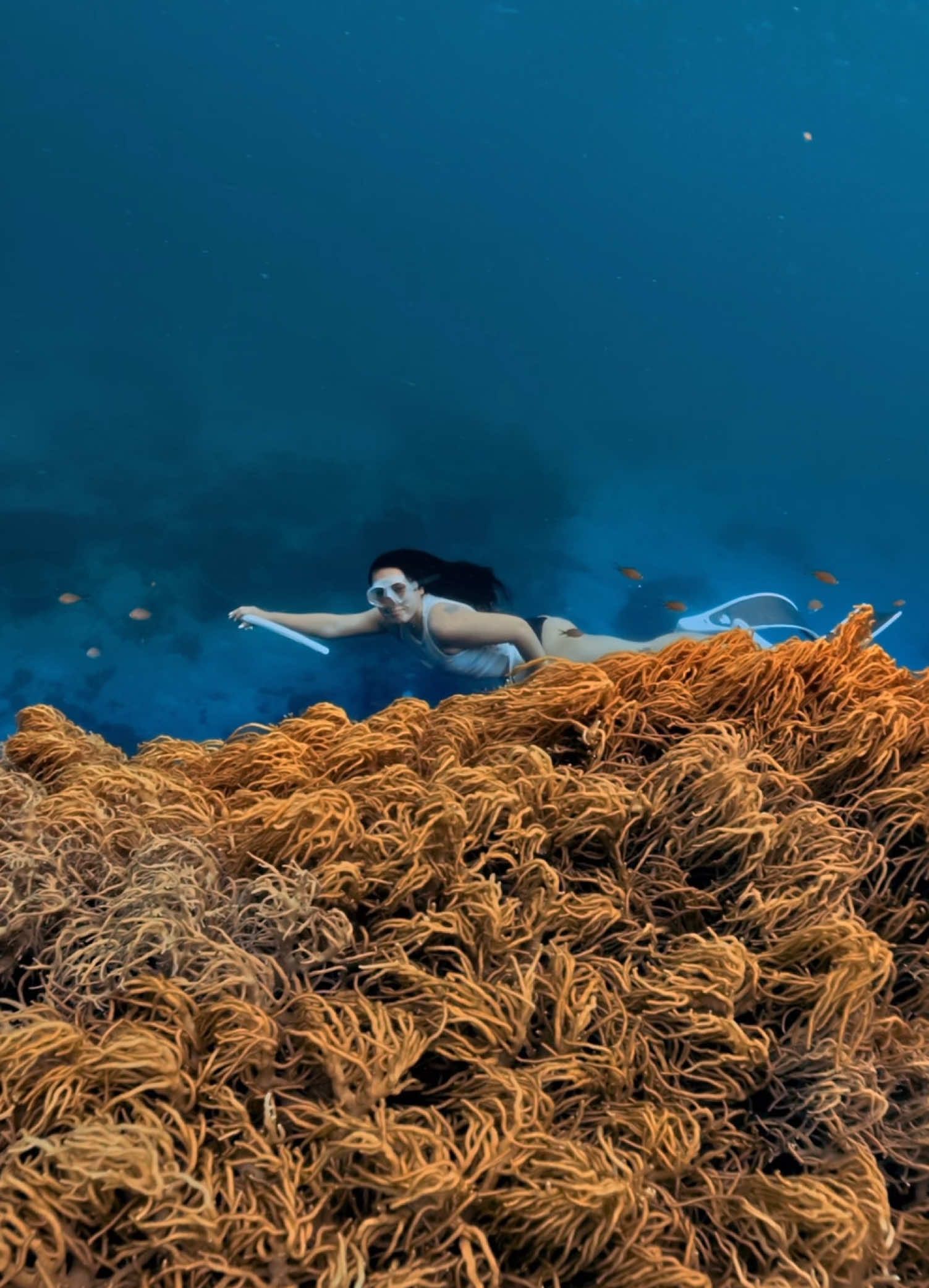 Jagna’s coral garden❤️ - - - 🧜🏼‍♀️: maam cindy shoot and colored by: Me #freedive #freediving #bohol #fyp #jagna 