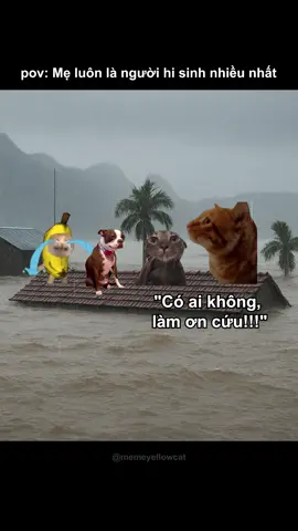 Công cha như núi thái sơn, nghĩa mẹ như nước trong nguồn chảy ra #memes #memecats #funnycats 
