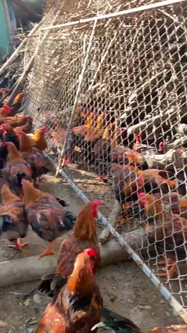 Gà đẹp #giaogatainha #chicken #gà #zxycba 