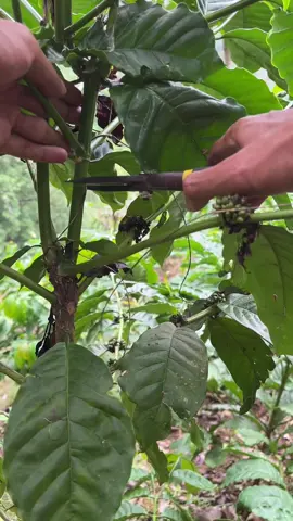 #petanikopi #petanimuda #petaniindonesia🇮🇩🇮🇩🇮🇩🌿🌿 #okulasi 