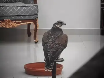 يبشر الطيب ليا نادى المنادي..🫡#صقر #شاهين #شيلات_روعه_خواطر_ذوق #تصميم_فيديوهات🎶🎤🎬 #شبوة_ديرتي_واعشق_هواها 