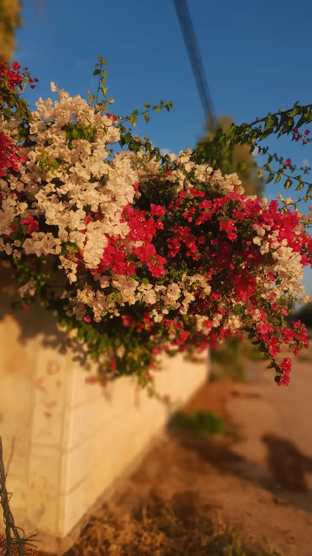 #jordan #fyp #explore 