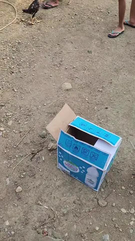 Awwe manengka tau ciapaja sappa anak manu 😁 #fyppppppppppppppppppppppp  #CapCut  #ayam  #alako 