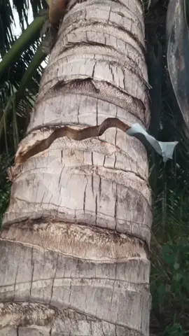 Tôn chém bứt nữa cây dừa trong cơn bão số 13 vừa qua😲😲#huỳnh_sương_py #chuyenlacothat #livebeuatifulvietnam #xuhuongtiktok #vinhxuandai 