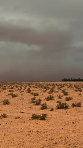 #اللهم_أغتنا_بغيتك_يا_الله #إبل_ليبيا #مصراته_الصمود🇱🇾🇱🇾🔥😌 