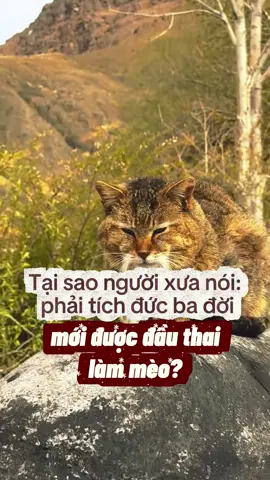Tích Đức Ba Đời Mới Được Làm Mèo 🐈, Và Sự Thật Phía Sau… #motcuclong #pet #cat