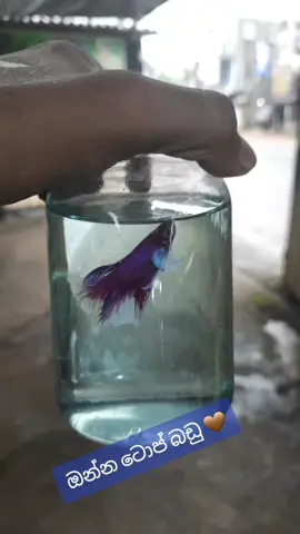 ඔන්න ටොප් බඩු 🤎