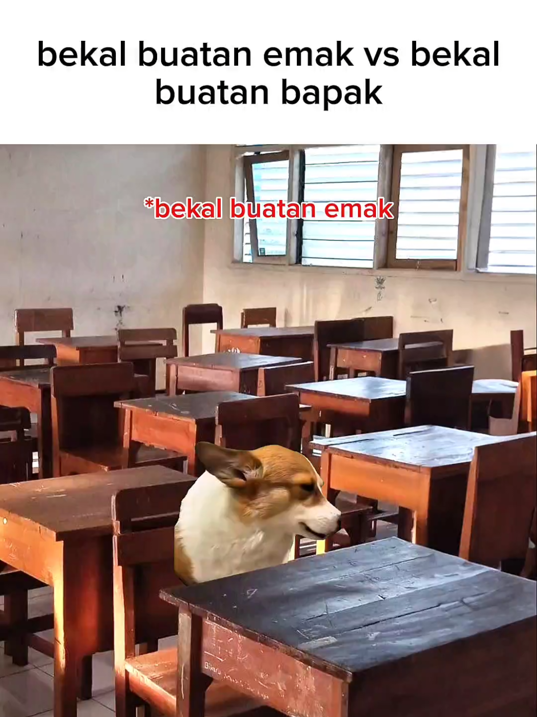 bekal kenzo #meme #memekucing #kucinglucu #catmeme #catlovers 