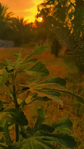 #تصويري_احترافي_الاجواء👌🏻🕊😴 #الحزن💔عنواني💔ــہہہــــــــــہہـ👈⚰️ #صعدو_الفيديو #fyp #fyp 