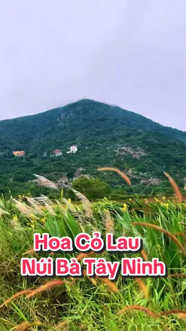 Hoa Cỏ Lau  #hoacolau #nuibaden #tayninh #xh #suhuongtiktok2025❤️❤️ #viral 