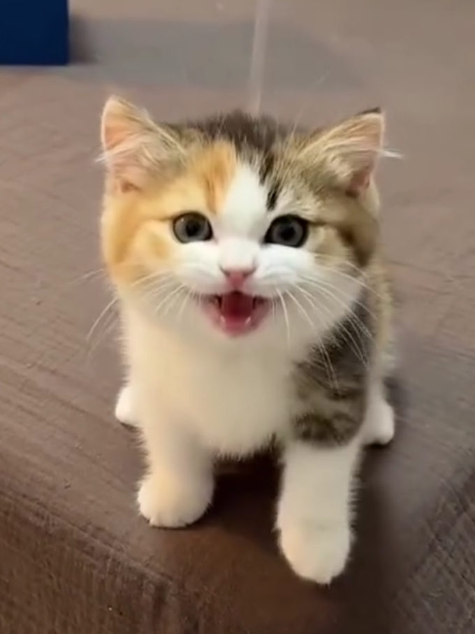 So -cute- cat-....!! #cat #viral #foryoupage #fyp #trinding,,,,!! 