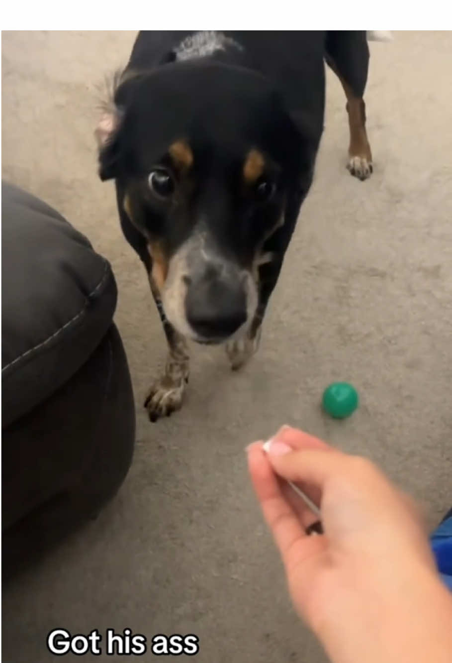 Annoyed my dog#funny #dog #funnydog #funnyvideos #doglover #fyp #usa