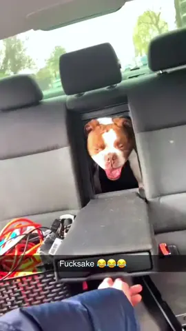 Bulldog:50%wrinkles,50%attitude🐶🤣🤣#dog#funny#funnyanimals#funnypets#animals #dogsofttiktok #pet #foryou #longervideos