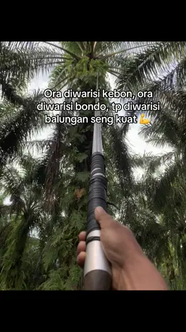 Seng penting awak sehat rezeki lancar wes alhamdulillah #kulisawit #storykulisawit🌴 #sawitbalap 