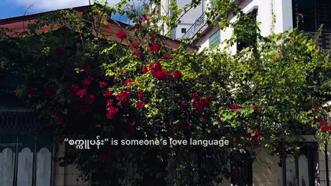 ချစ်သက်လက်ဆောင် 🗞️🫶🏻 #liamgrey #bougainvilleas #burmesenovel #cinimatography 