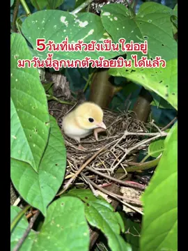 นกน้อยหัดบิน #นกน้อย