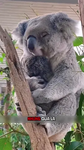 🐨 Koala: Bài Học Sinh Tồn Độc Đáo Và Chuyện Tình Cảm Rắc Rối. #khampha #thuvi #dongvat #koala #fyp 
